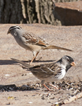 Harris and White crowned Sparrows